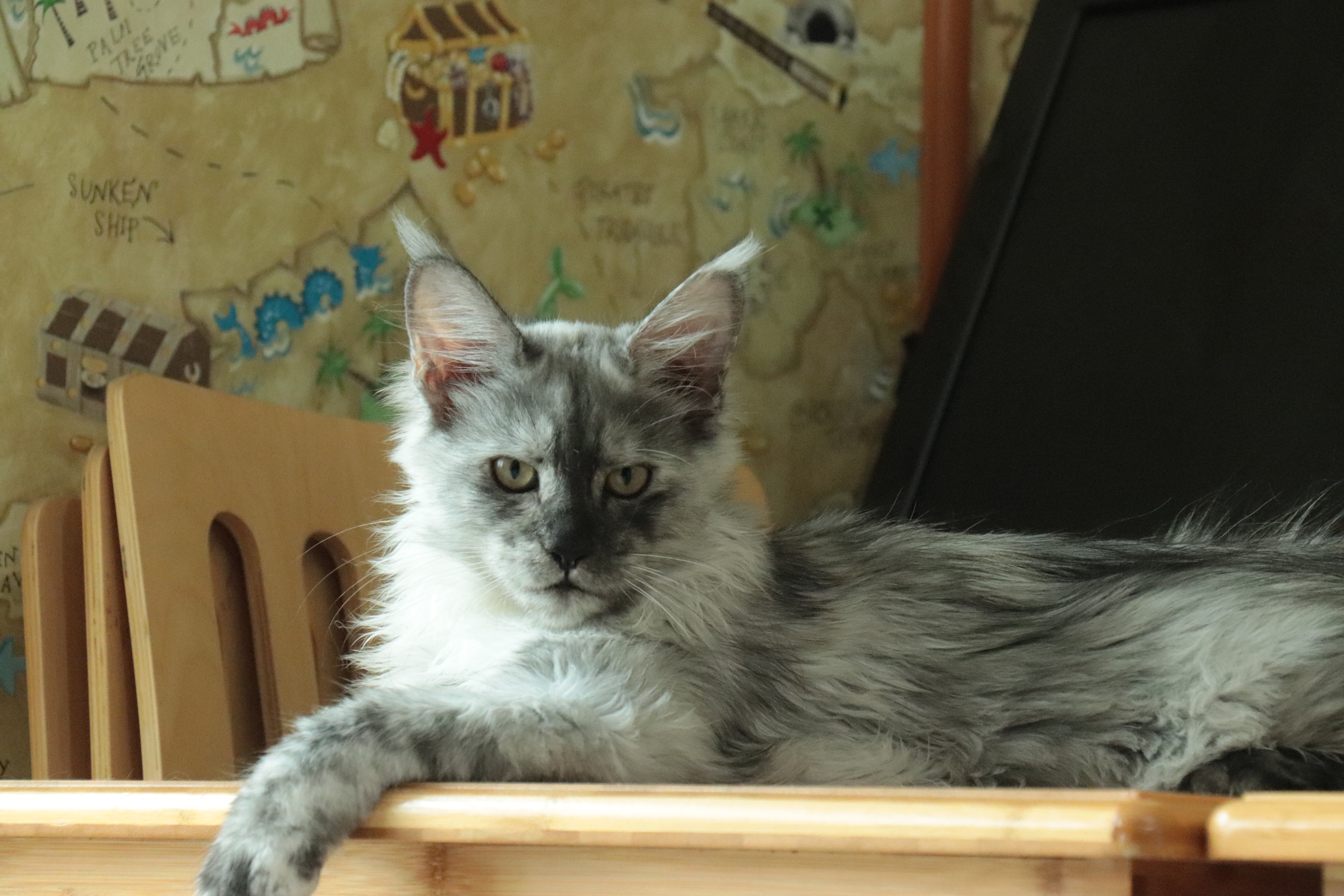 缅因猫妹妹 烟玳瑁